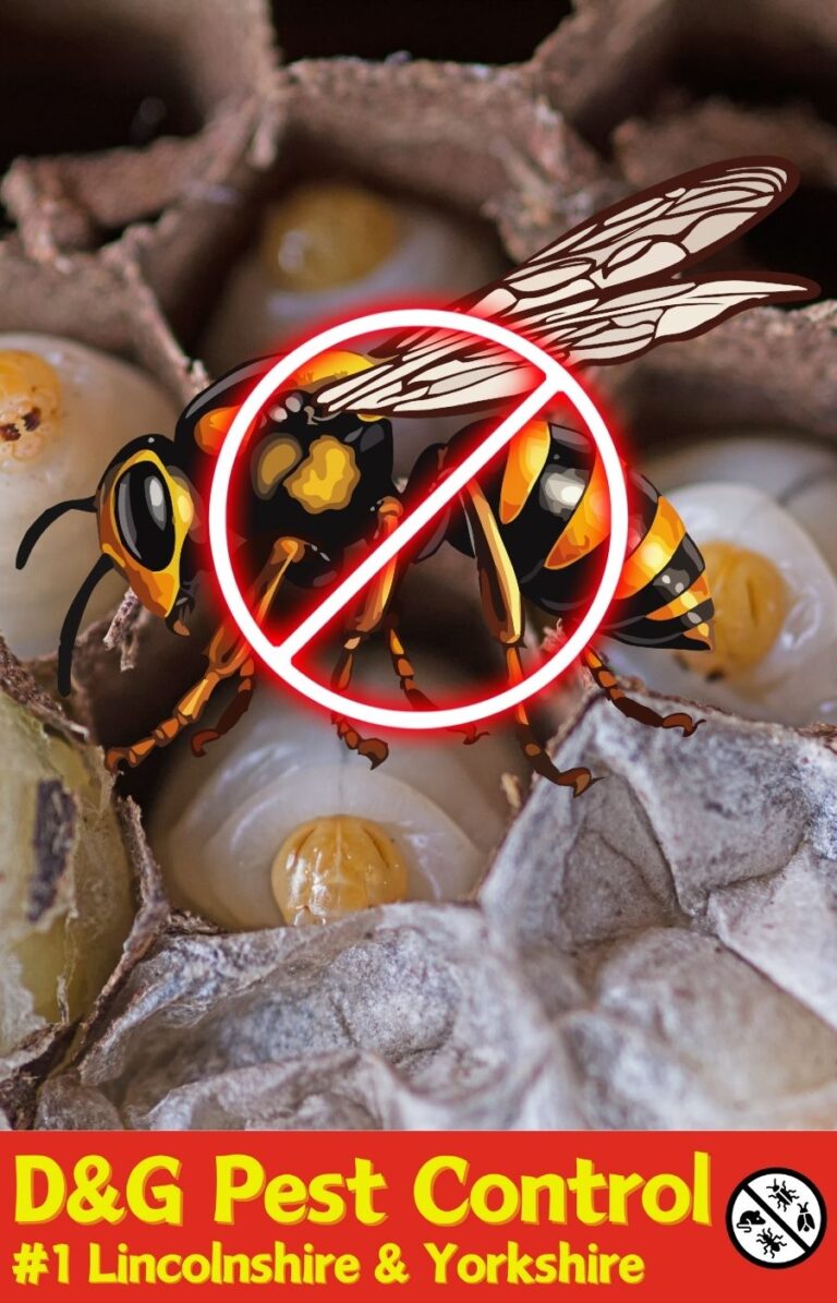 wasp removal scunthorpe
