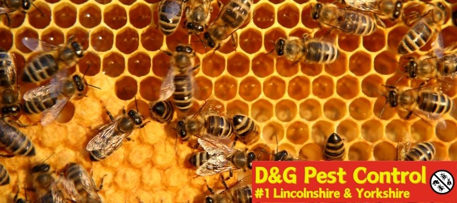bee rehoming in lincolnshire and yorkshire