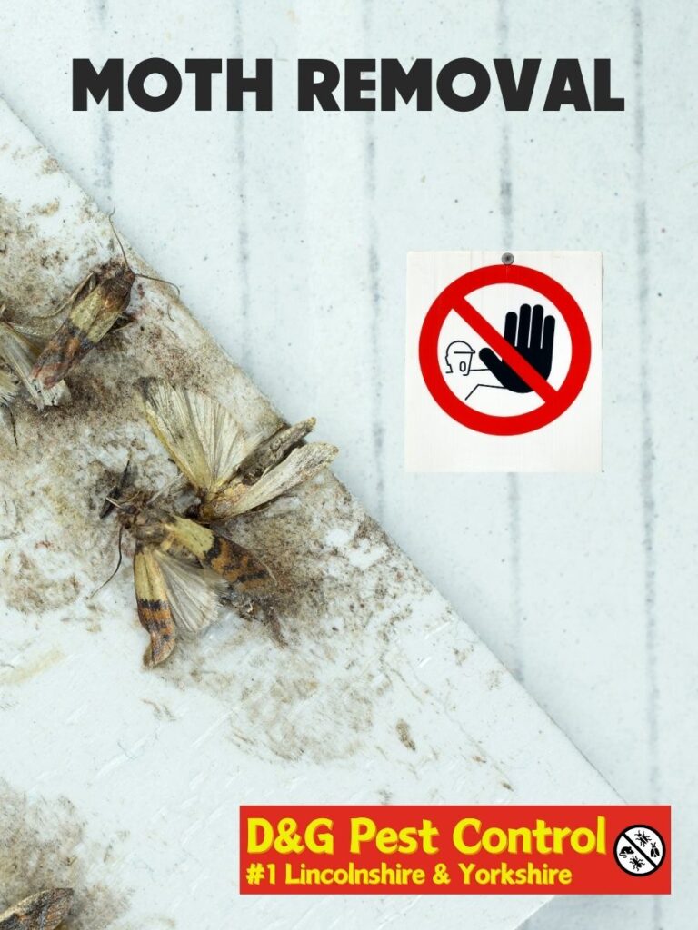moth removal scunthorpe