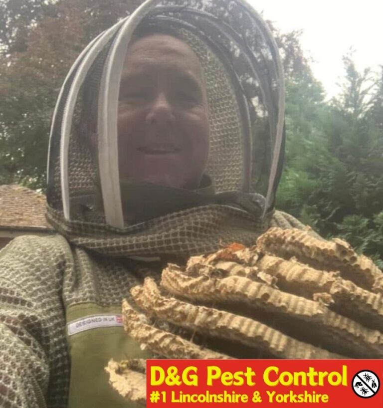 bee nest removal scunthorpe