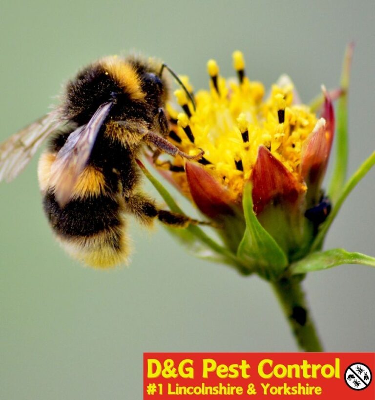 bee rehoming in scunthorpe, hull, grimsby, cleethorpes. gainsborough