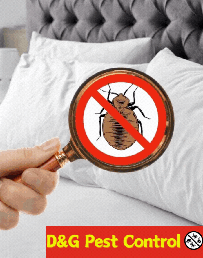 bed bug pest control scunthorpe